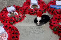 WALTER STONE  VC   9795