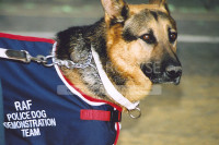 RAF Dogs